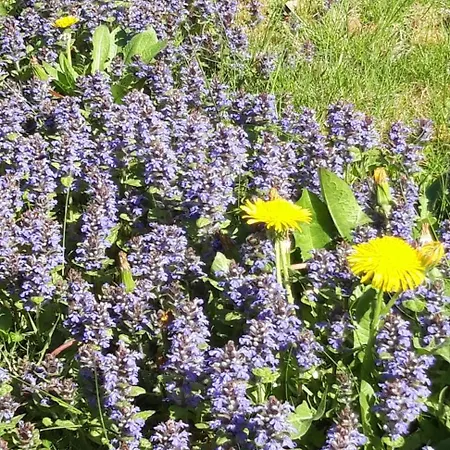 Rum i privatbostad Appel