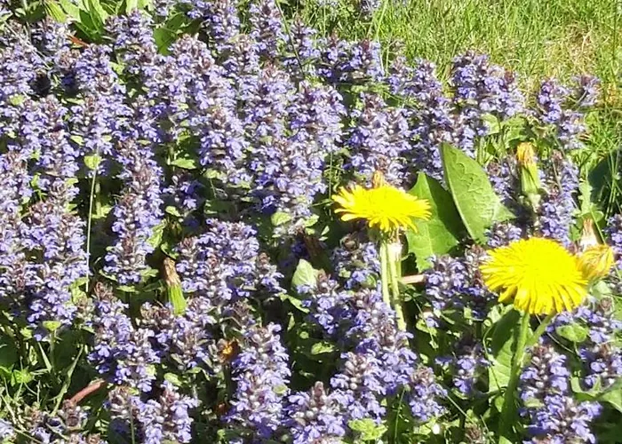 Ubytování v soukromí Appel